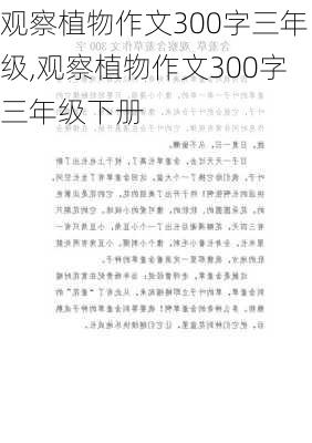 观察植物作文300字三年级,观察植物作文300字三年级下册