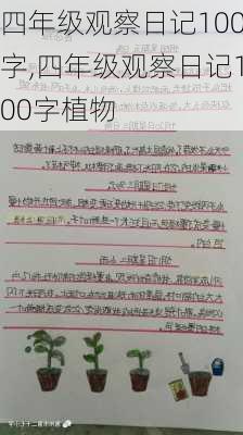 四年级观察日记100字,四年级观察日记100字植物