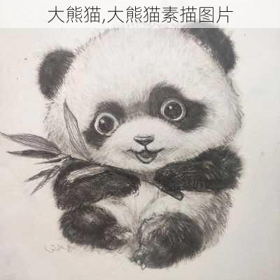 大熊猫,大熊猫素描图片