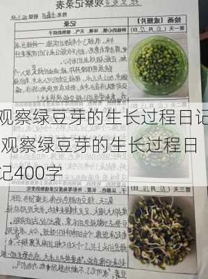 观察绿豆芽的生长过程日记,观察绿豆芽的生长过程日记400字